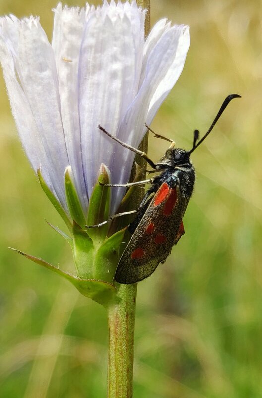 В горошек. - Александр Кондаков В горошек. - Александр Кондаков