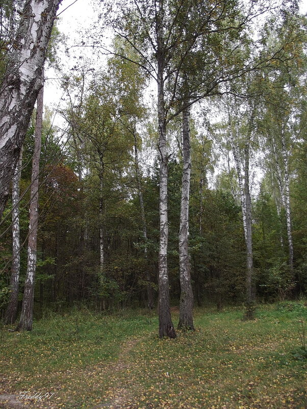 В лесу - Freddy 97