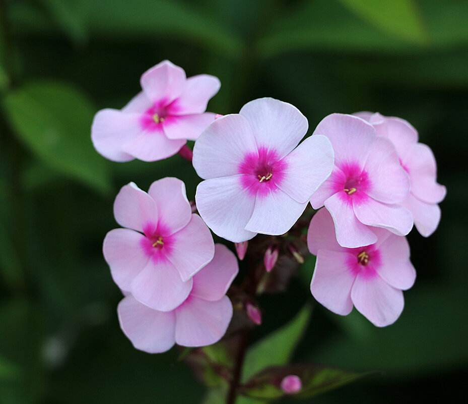 Флоксы - Светлана Флоксы - Светлана