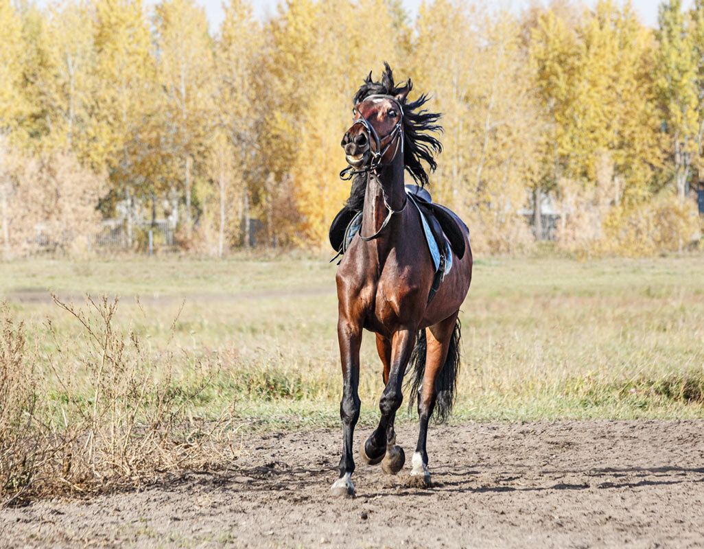 Конь - SanSan 