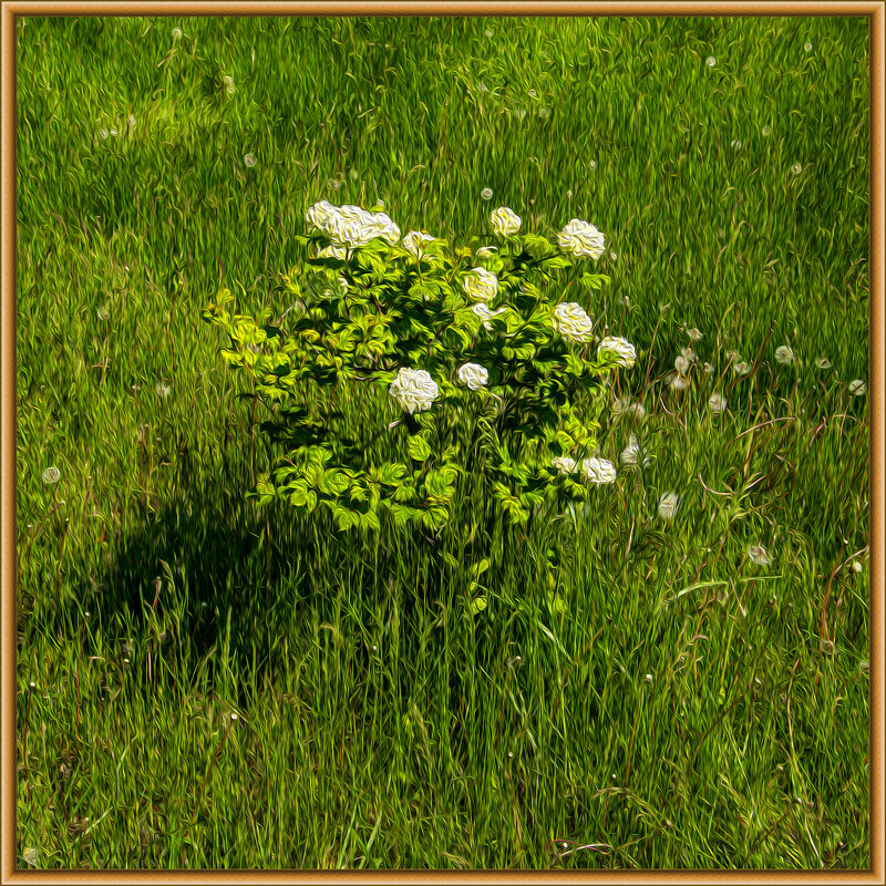 Розы - Анатолий Чикчирный