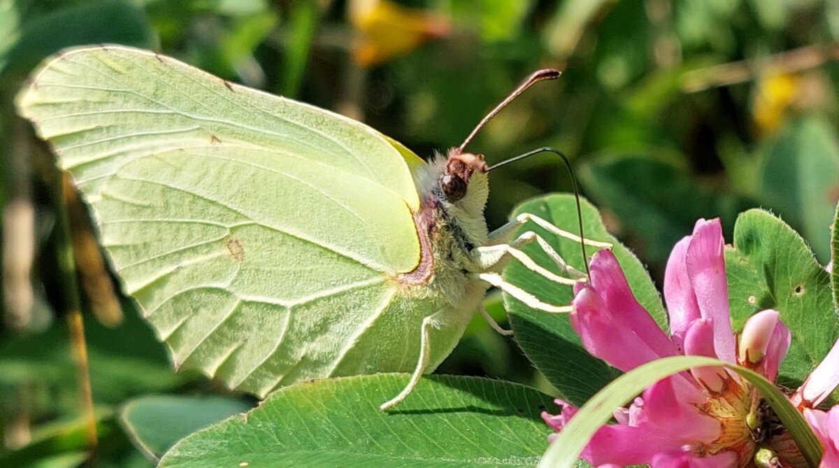 Gonepteryx rhamni крушница, лимонница) - Екатерина 