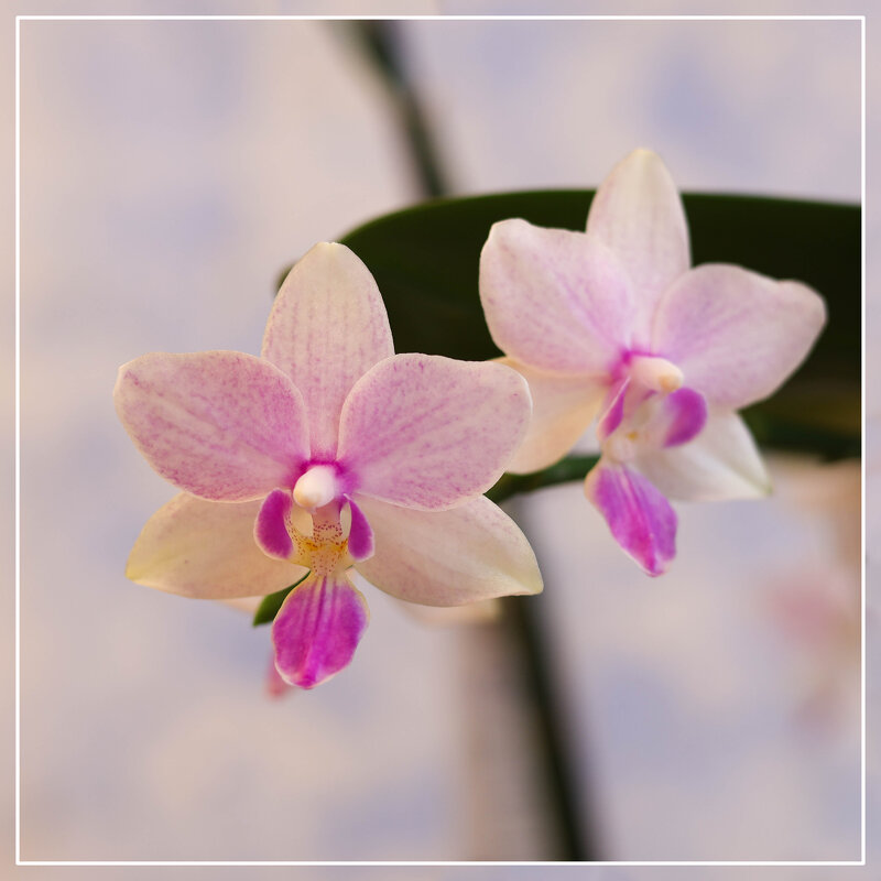 Blossom bliss - Irene Irene