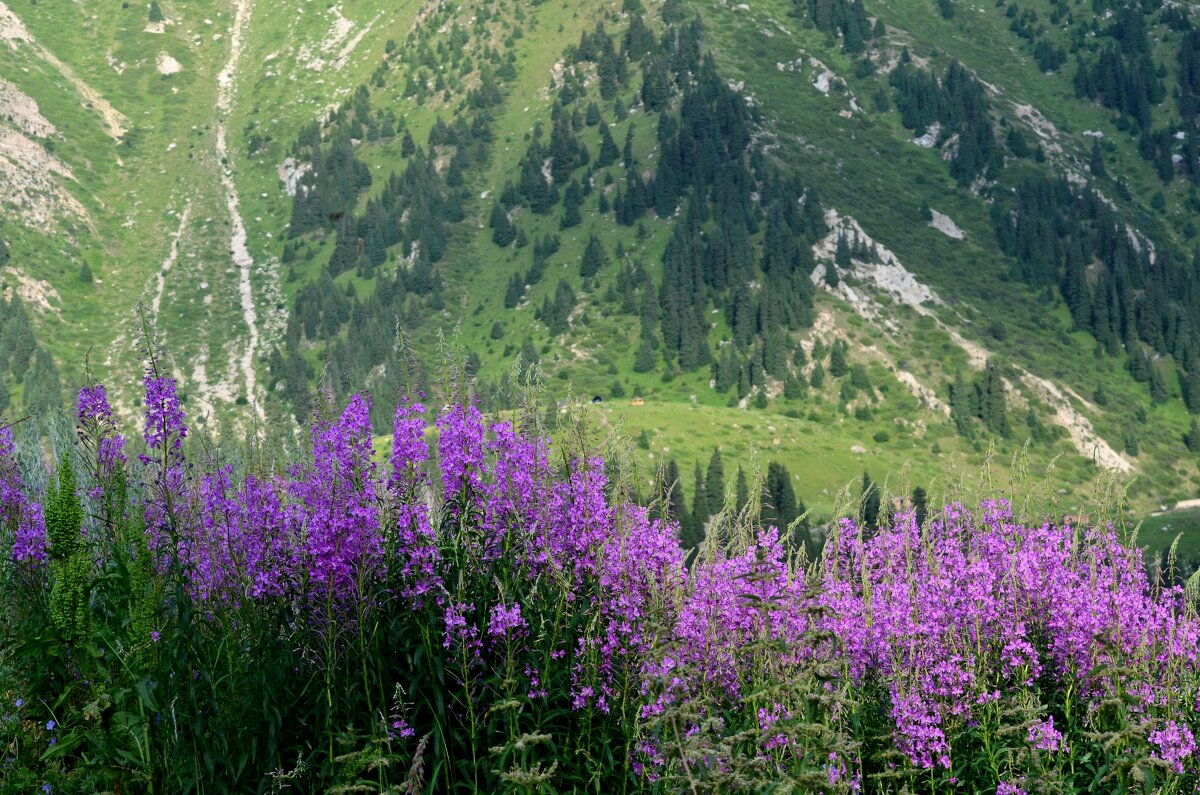 в горах - Savayr 
