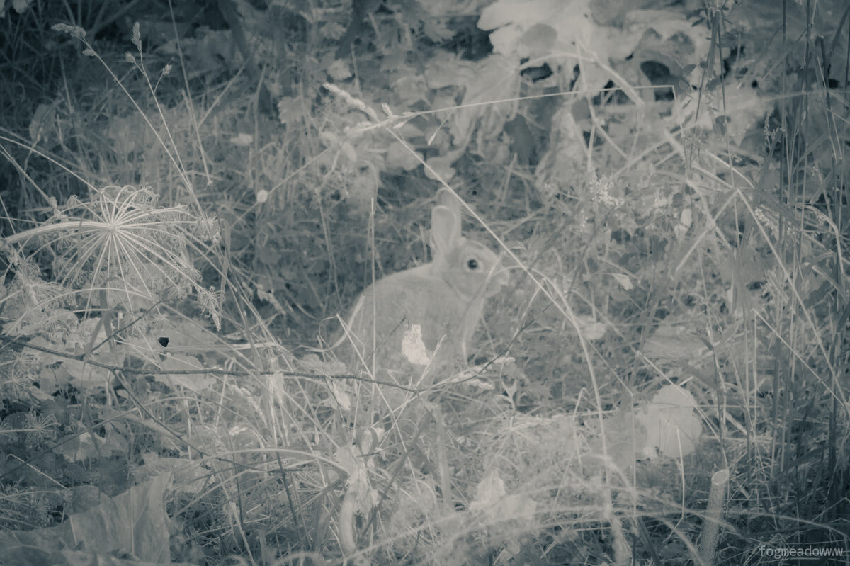 без названия - fogmeadowww m