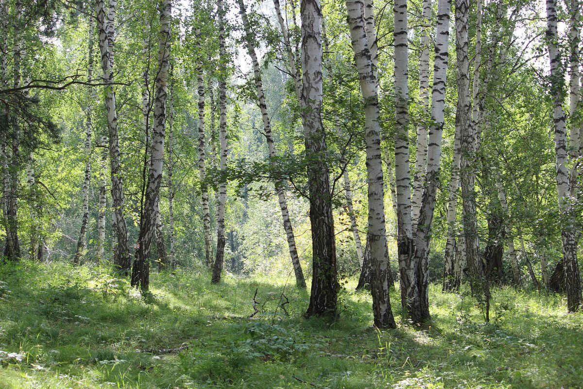 благодать - Ольга Гомзина