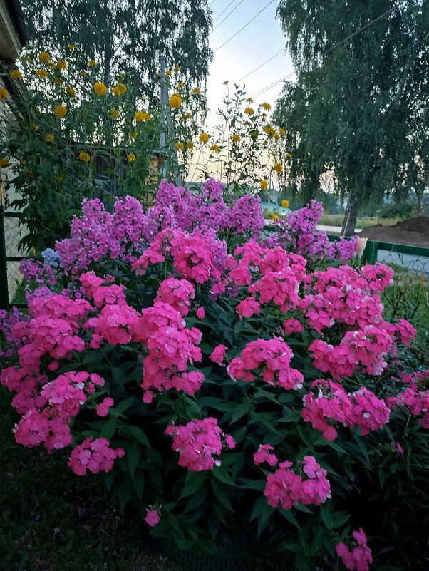 *** - Светлана Кузнецова