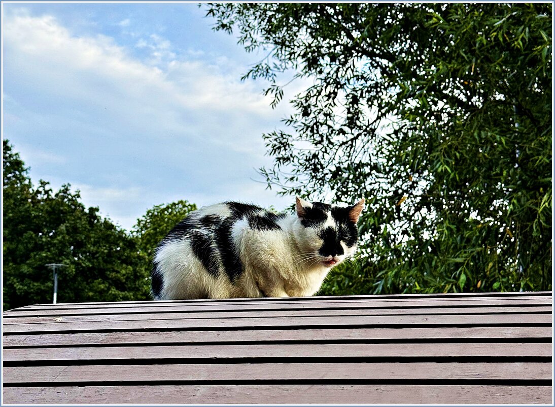 Котик на своём месте. - Валерия Комова Котик на своём месте. - Валерия Комова