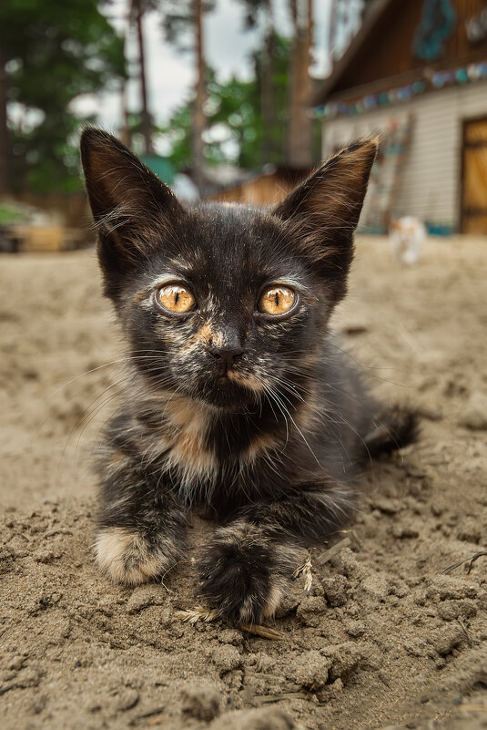 Котёнок - Alex Bush
