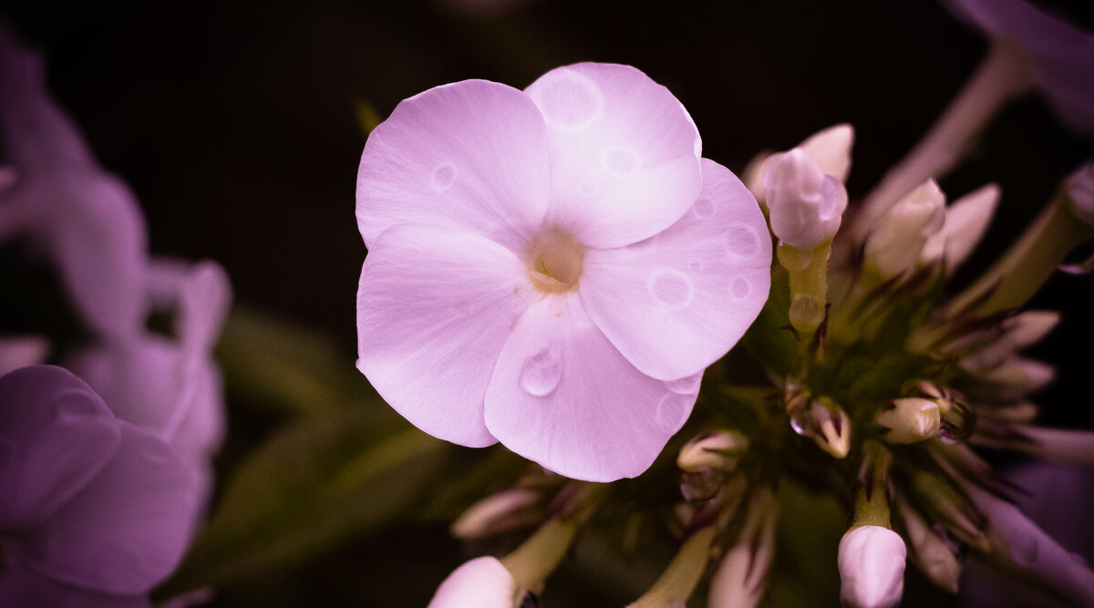 Phlox | 10 - Sergey Sonvar Phlox | 10 - Sergey Sonvar