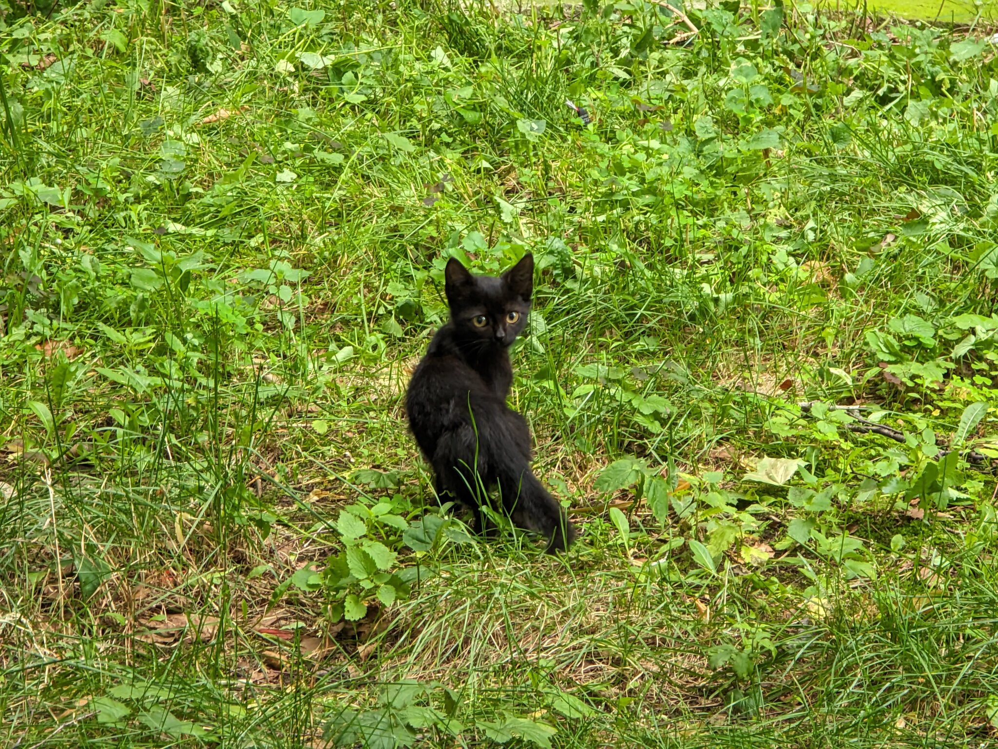 Уличный котёнок :: Andrew 