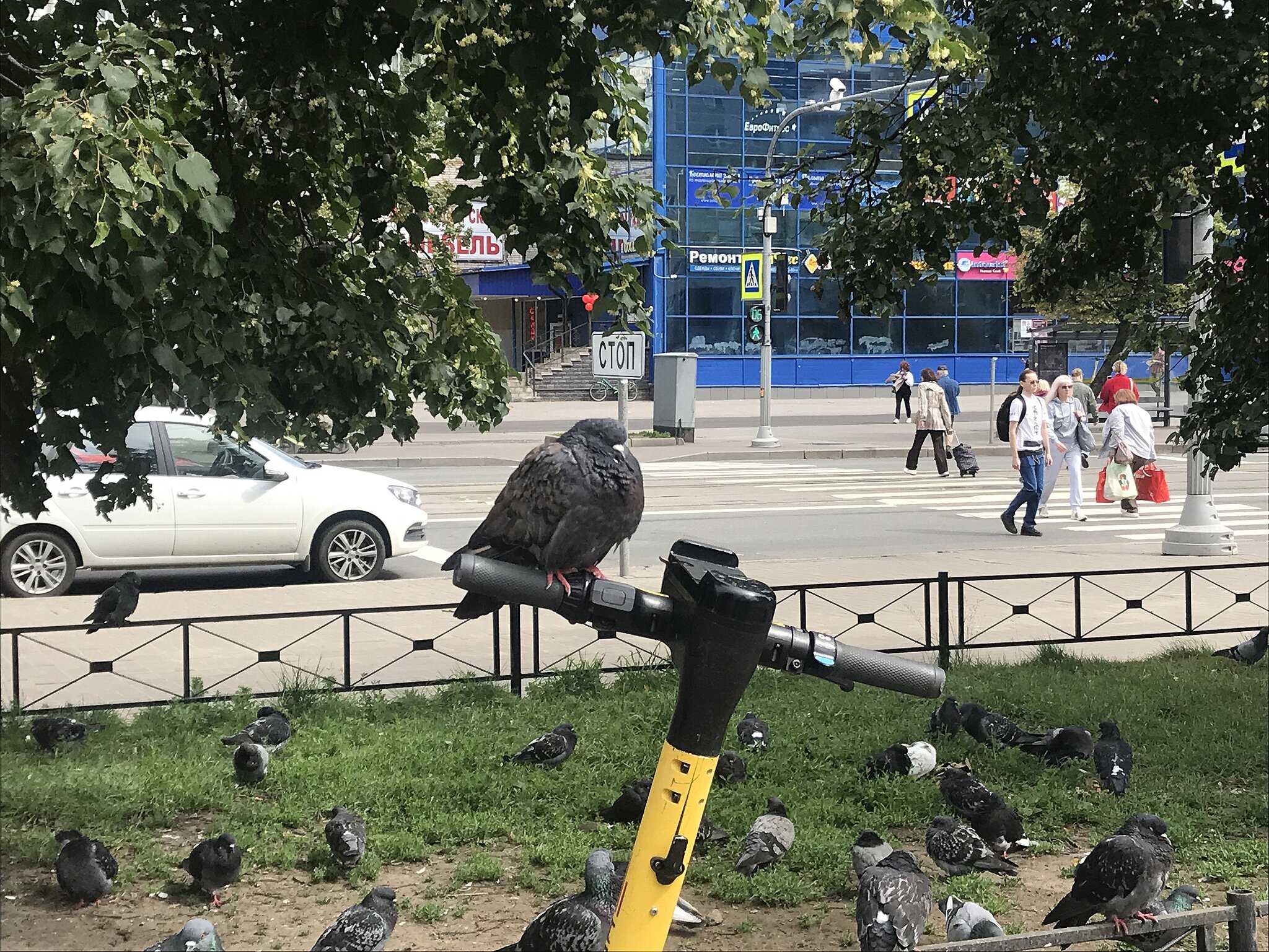 самокат занят :: zavitok *