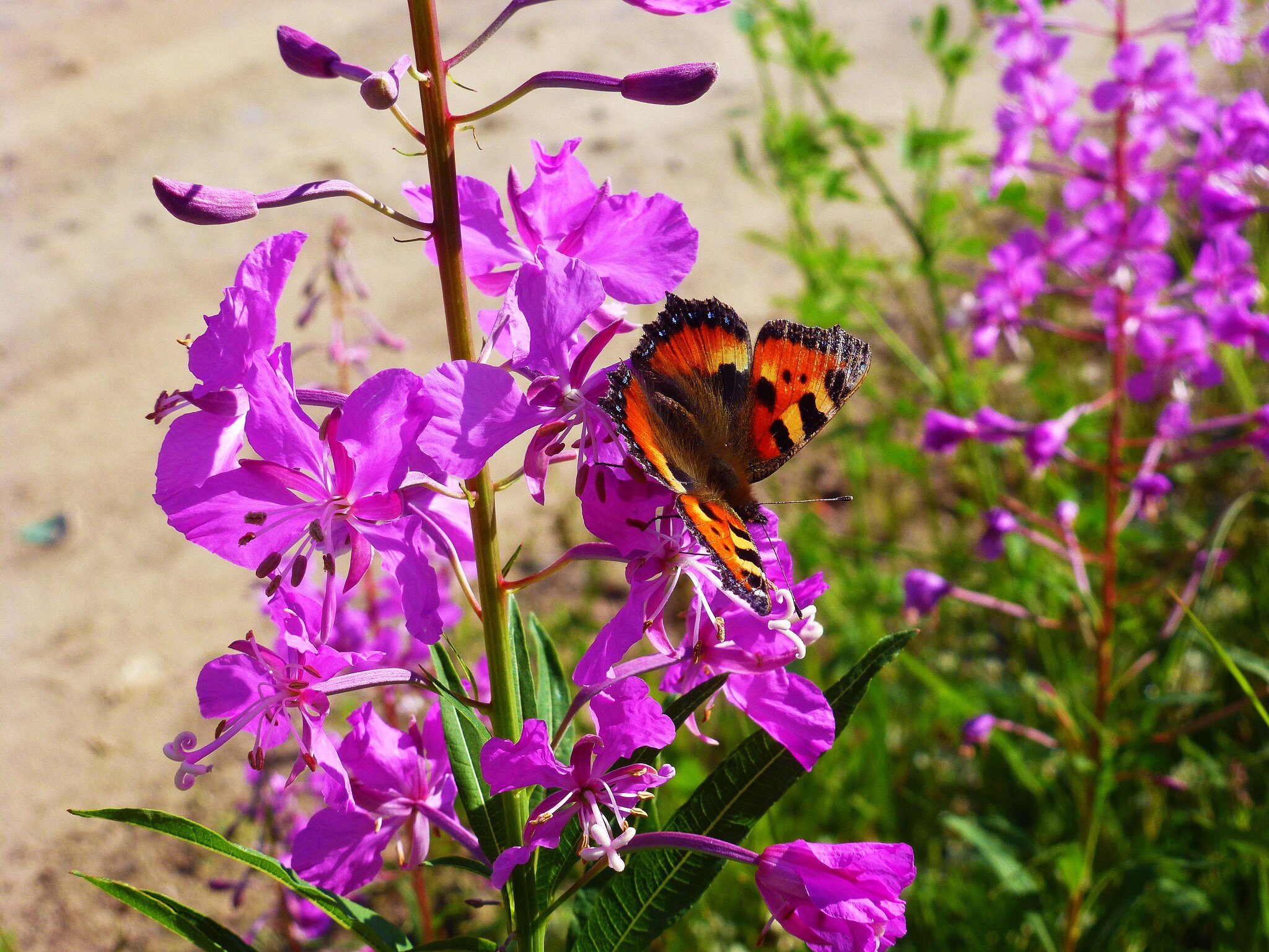 Июль...Паук плетет свою ловчую сеть" :: Владимир Июль...Паук плетет свою ловчую сеть" :: Владимир