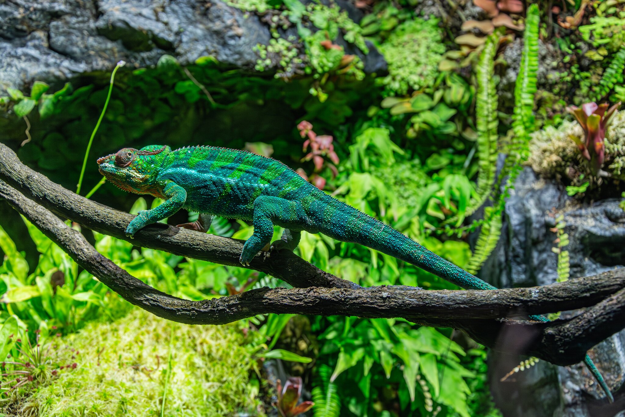 Санкт-Петербургский Океанариум :: Александр Филатов Санкт-Петербургский Океанариум :: Александр Филатов
