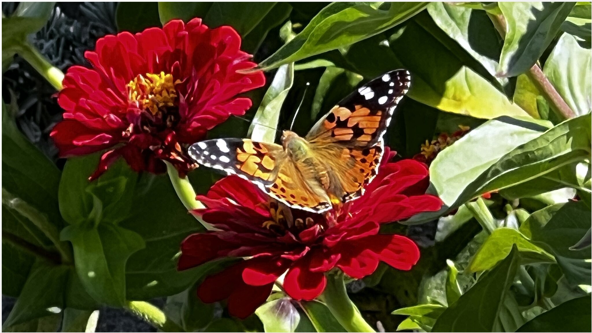 У меня НА Даче... Бабочка🦋 :: "The Natural World" Александер У меня НА Даче... Бабочка🦋 :: "The Natural World" Александер