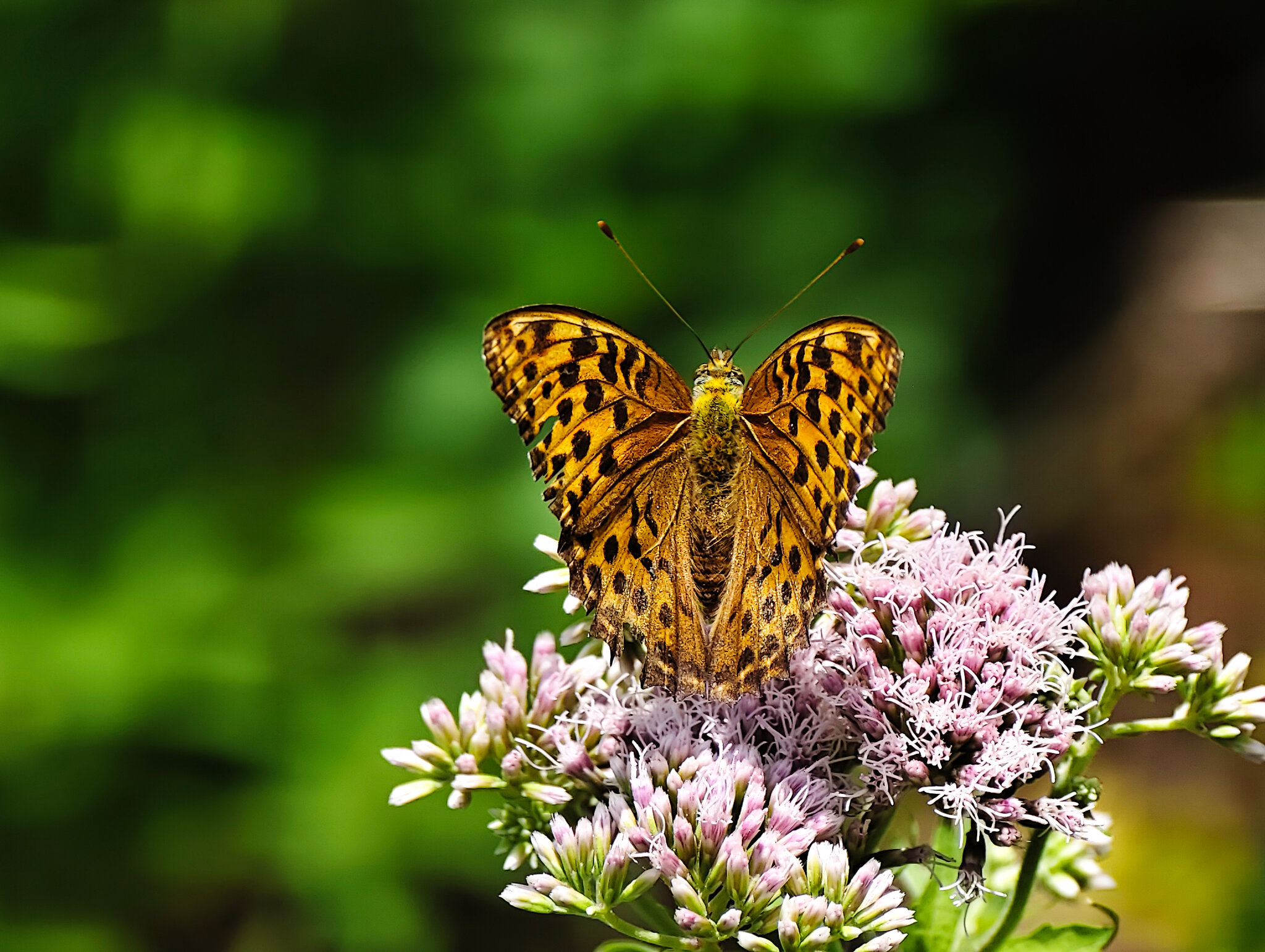 Argynnis paphia :: igor G. Argynnis paphia :: igor G.