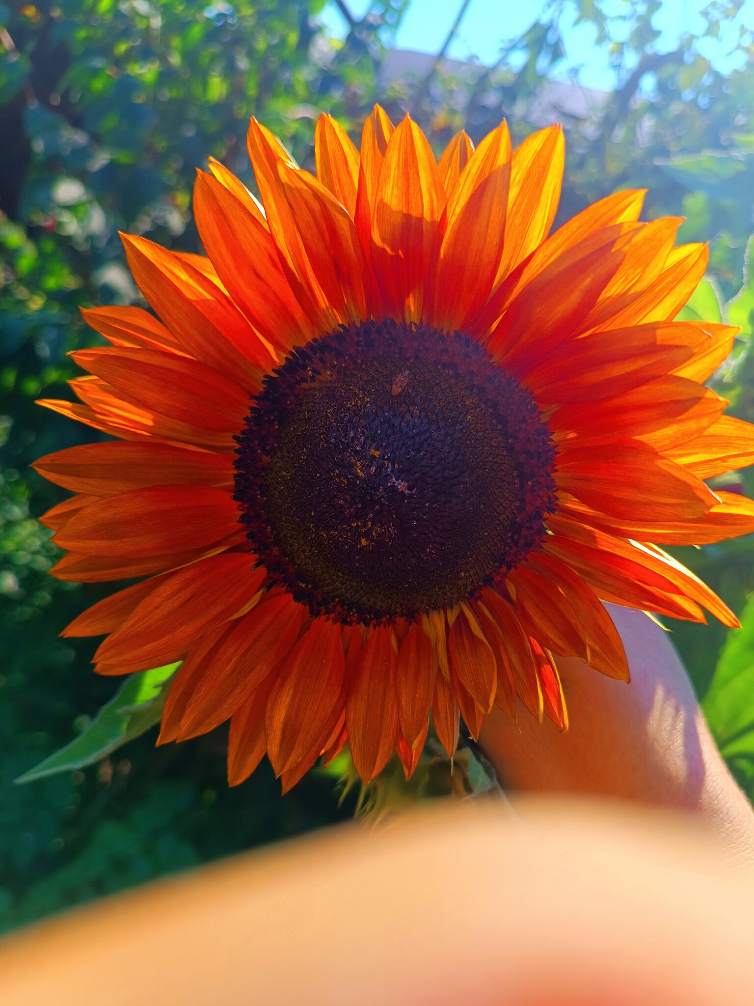 Подсолнух 🌻 :: Вячеслав Коломойцев Подсолнух 🌻 :: Вячеслав Коломойцев