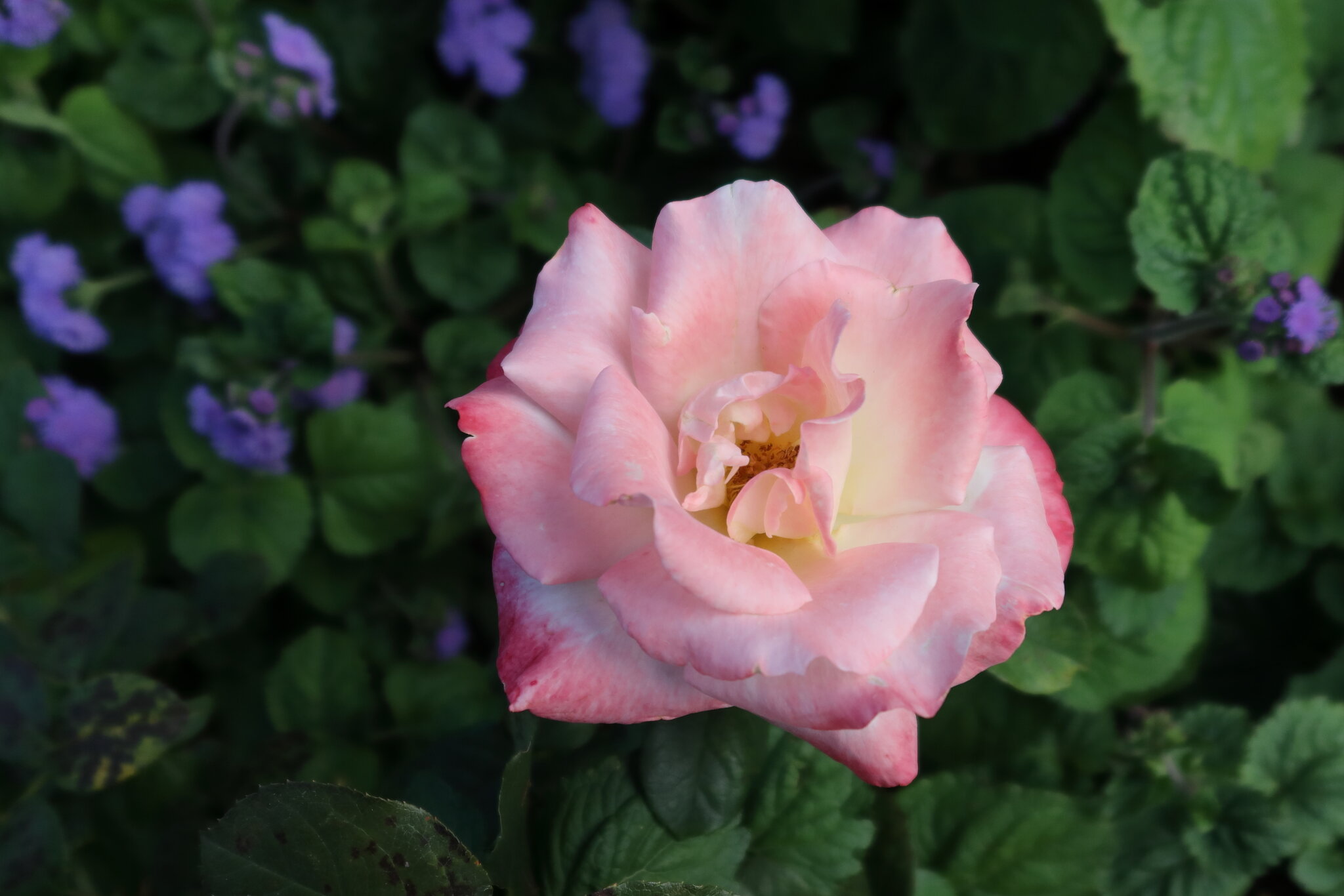 this is a rose :: Дмитрий И_ this is a rose :: Дмитрий И_