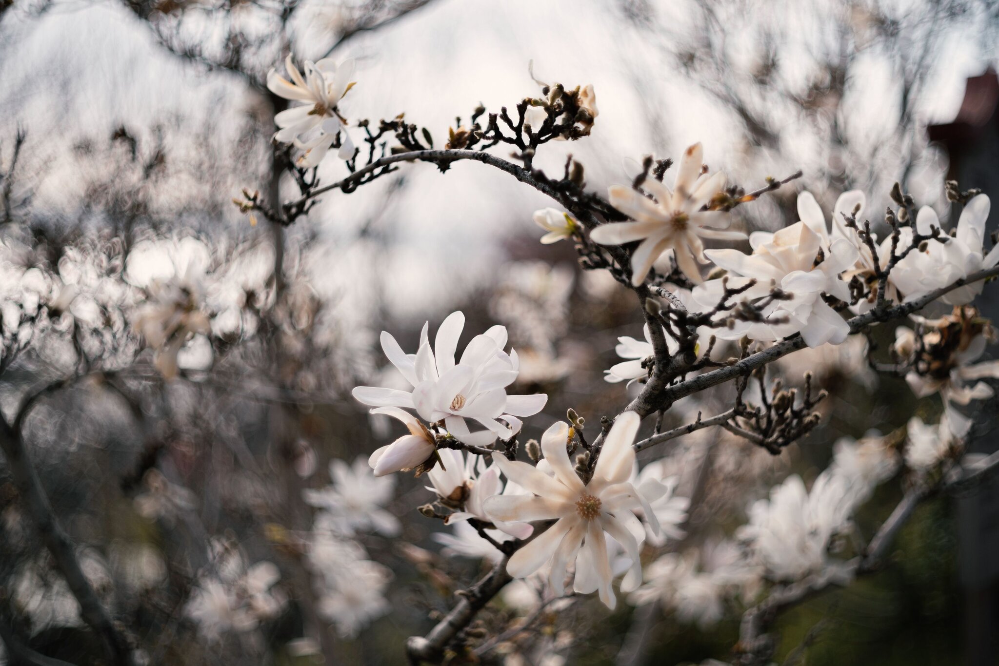 Магнолия звёздчатая (Magnolia stellata). :: Анатолий Щербак Магнолия звёздчатая (Magnolia stellata). :: Анатолий Щербак