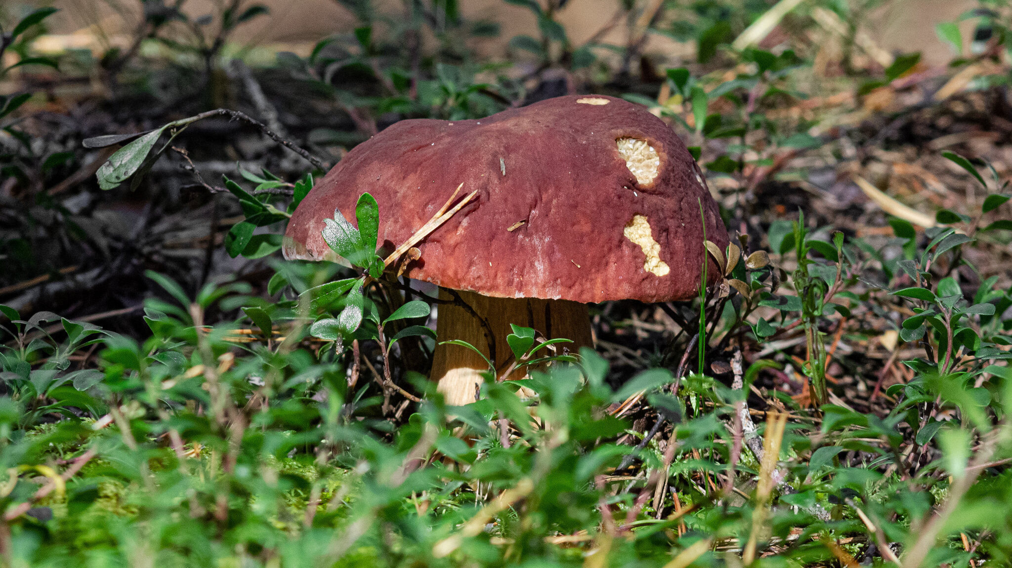 Pine white mushroom | 3 :: Sergey Sonvar Pine white mushroom | 3 :: Sergey Sonvar