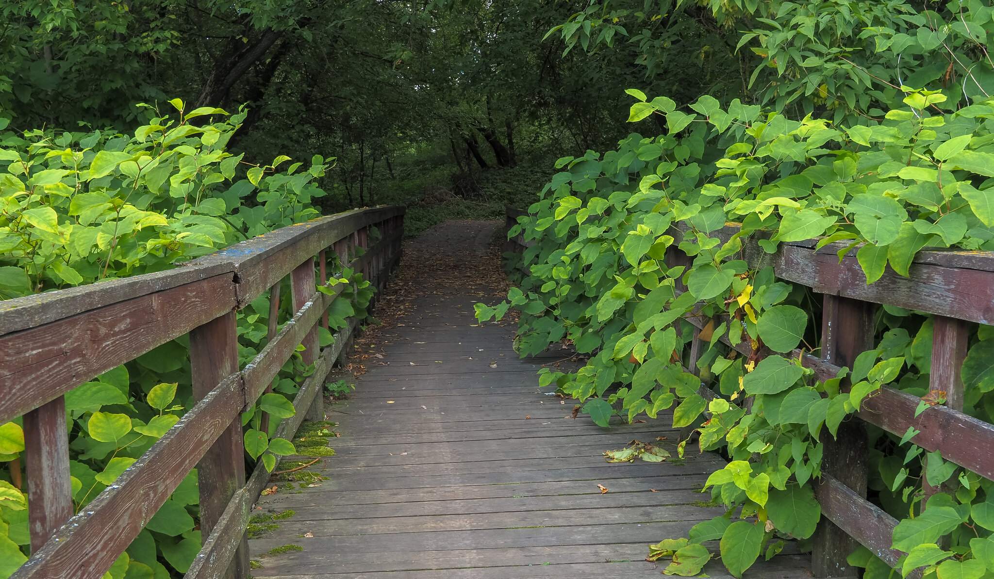 A wooden bridge :: юрий поляков A wooden bridge :: юрий поляков