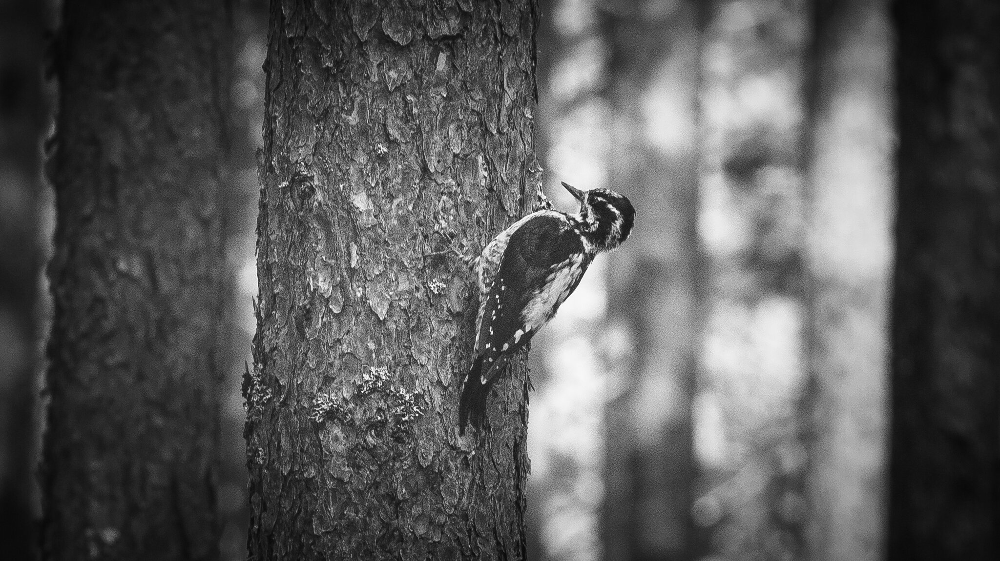 Three‑toed woodpecker | 9 :: Sergey Sonvar Three‑toed woodpecker | 9 :: Sergey Sonvar