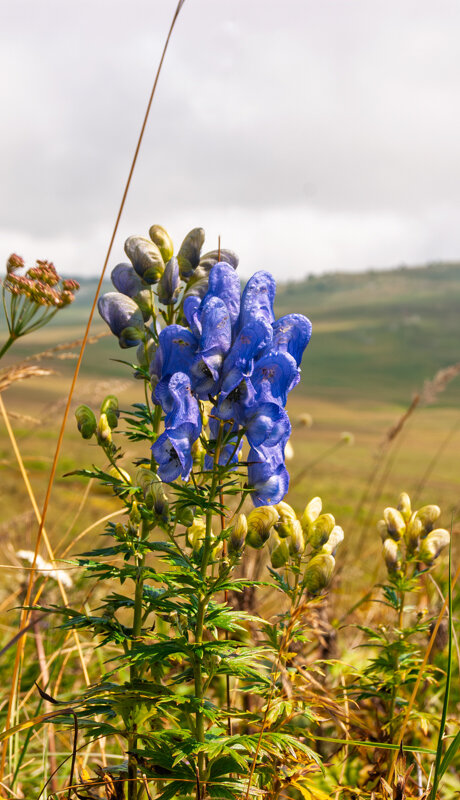 Aconitum napellus :: Игорь Сикорский Aconitum napellus :: Игорь Сикорский