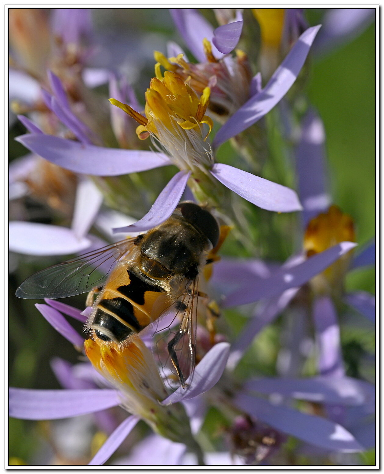 Helophilus hybridus :: Aleksandr . Helophilus hybridus :: Aleksandr .