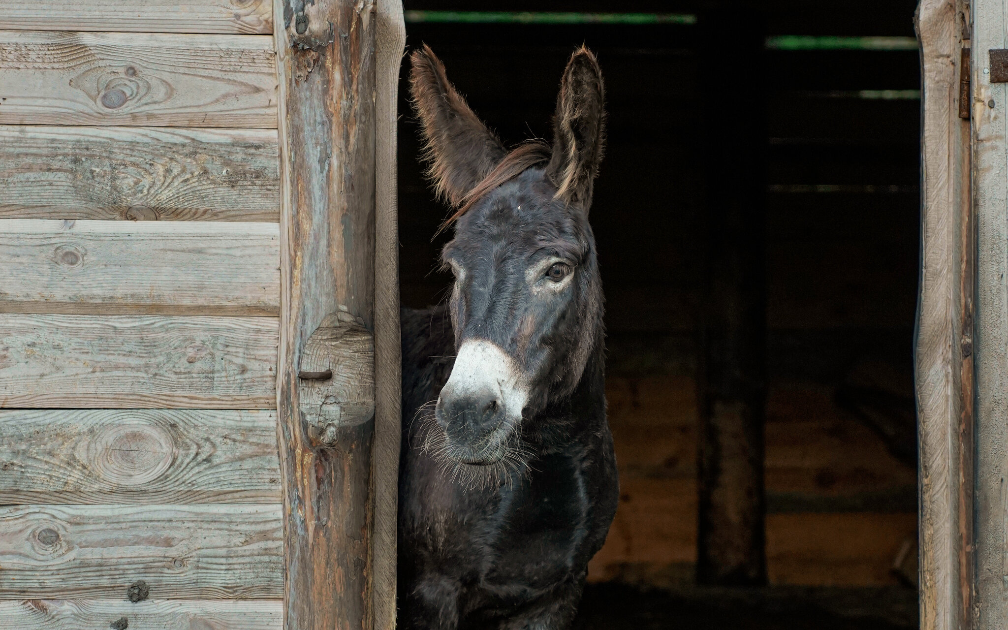 Застенчивый Equus asinus :: Андрюс К Застенчивый Equus asinus :: Андрюс К