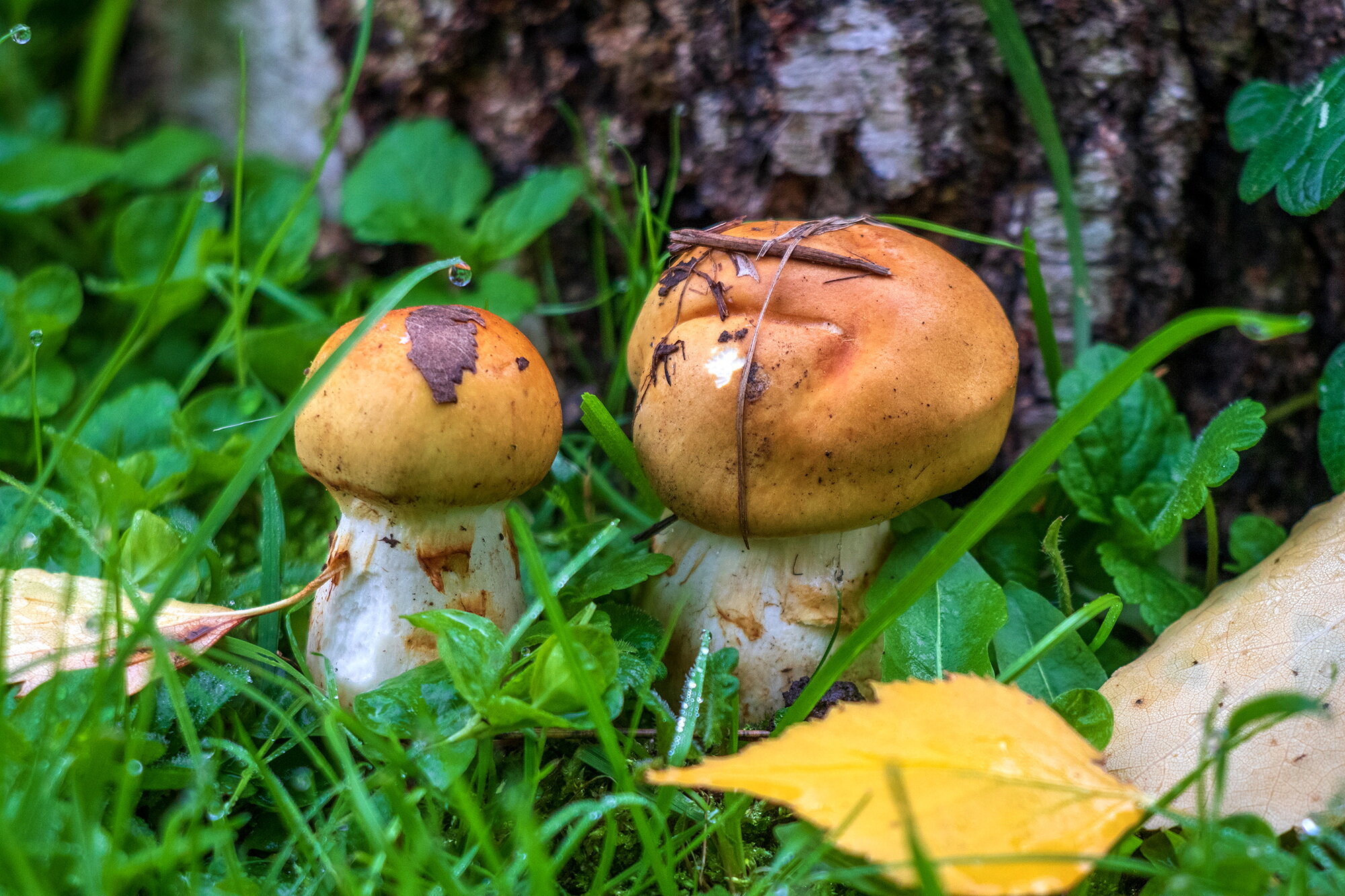 Паутинник жёлтый . :: Анатолий. Chesnavik. Паутинник жёлтый . :: Анатолий. Chesnavik.