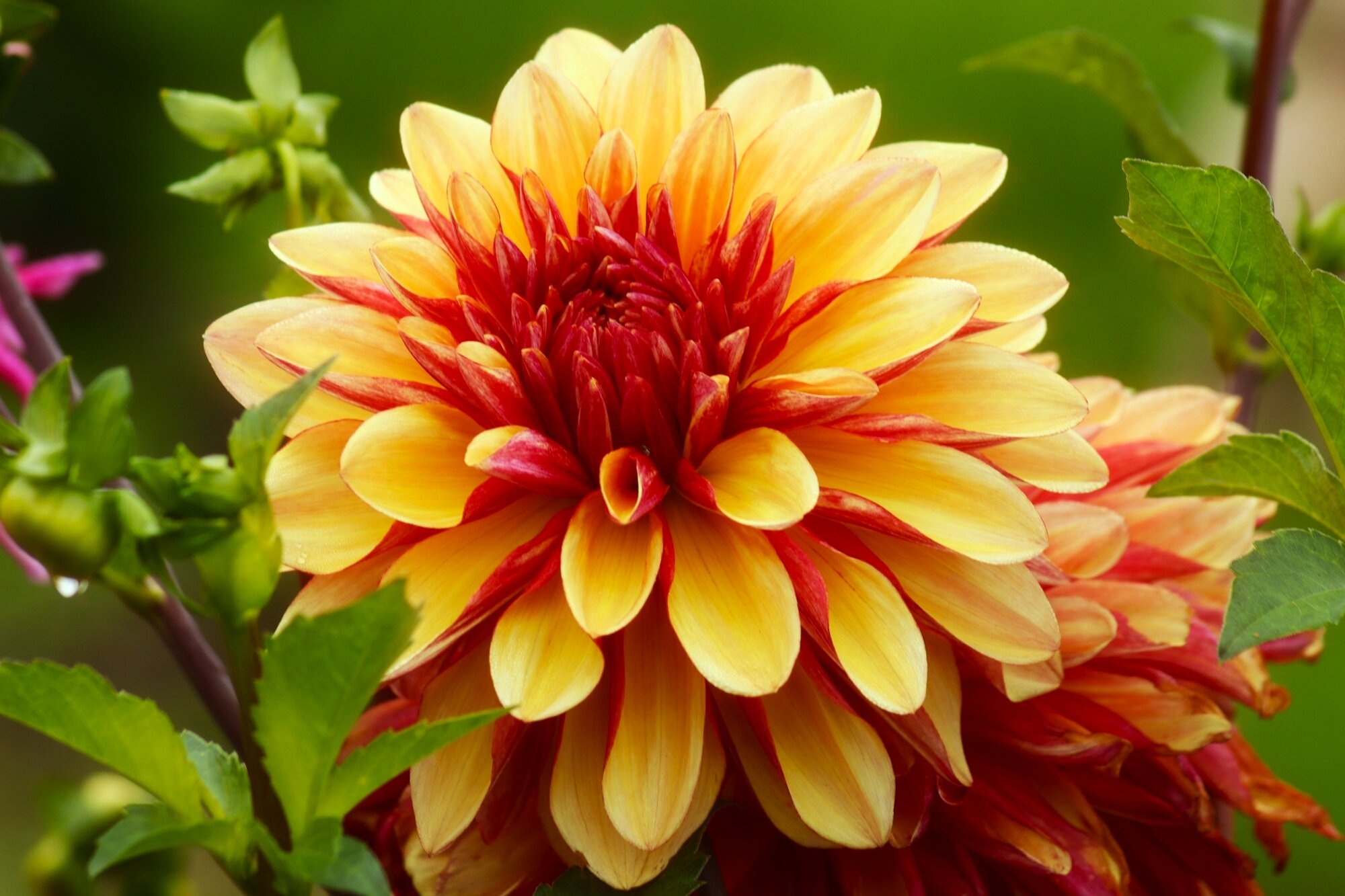 Доброе утро :: Юрий. Шмаков Доброе утро :: Юрий. Шмаков