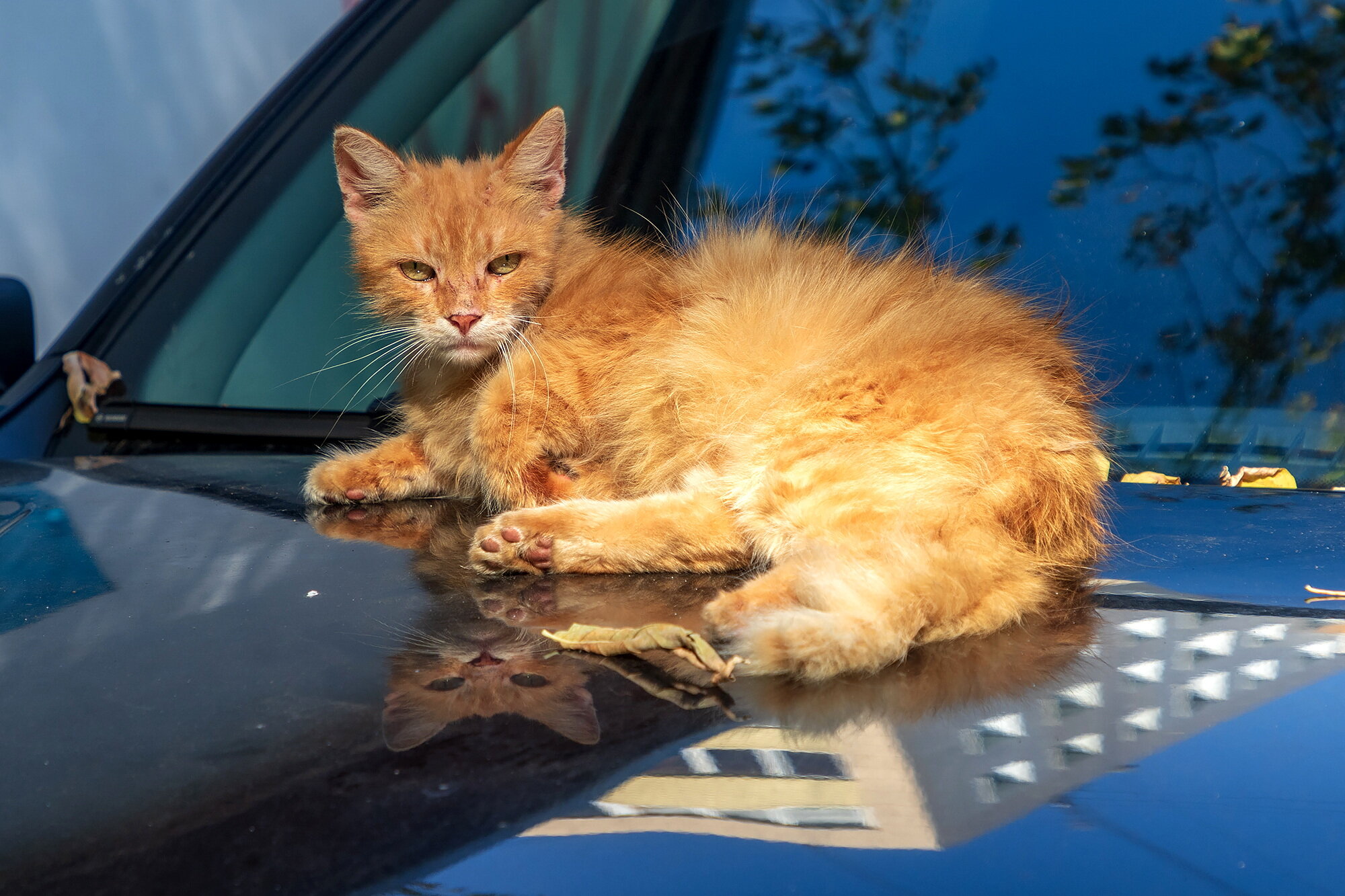 Котейка собрался ехать на дачу. :: Анатолий. Chesnavik. Котейка собрался ехать на дачу. :: Анатолий. Chesnavik.