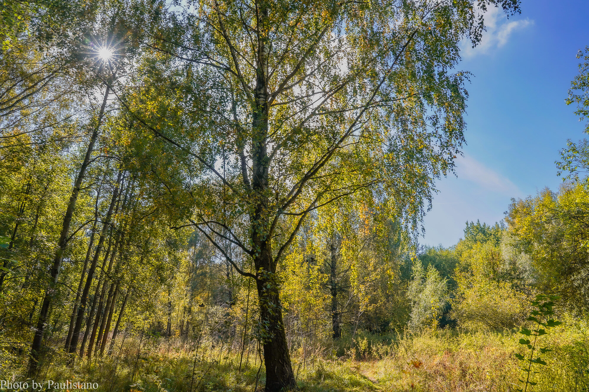 На опушке... :: Владимир Жданов На опушке... :: Владимир Жданов