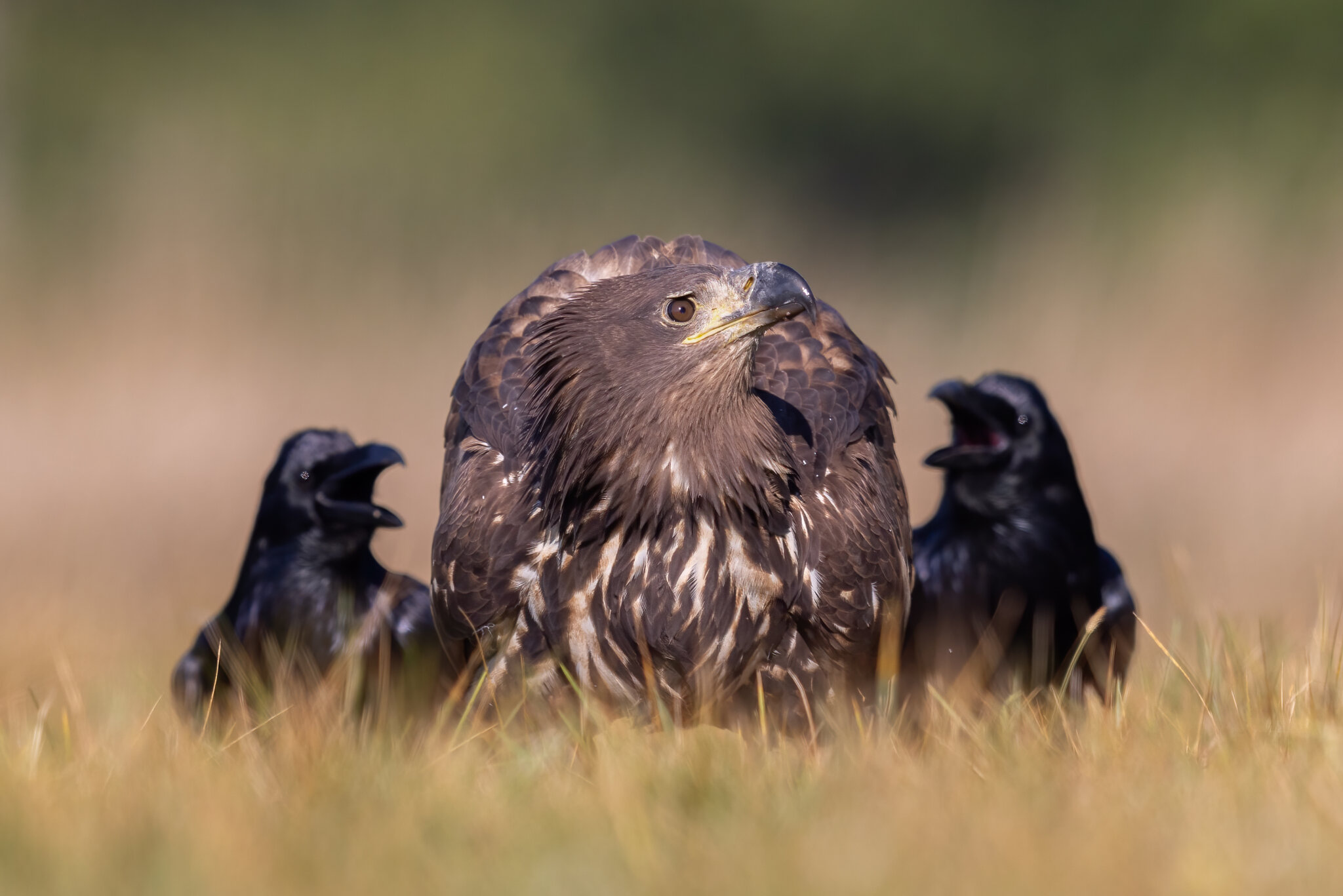 White tailed eagle :: Евгений Фруман White tailed eagle :: Евгений Фруман