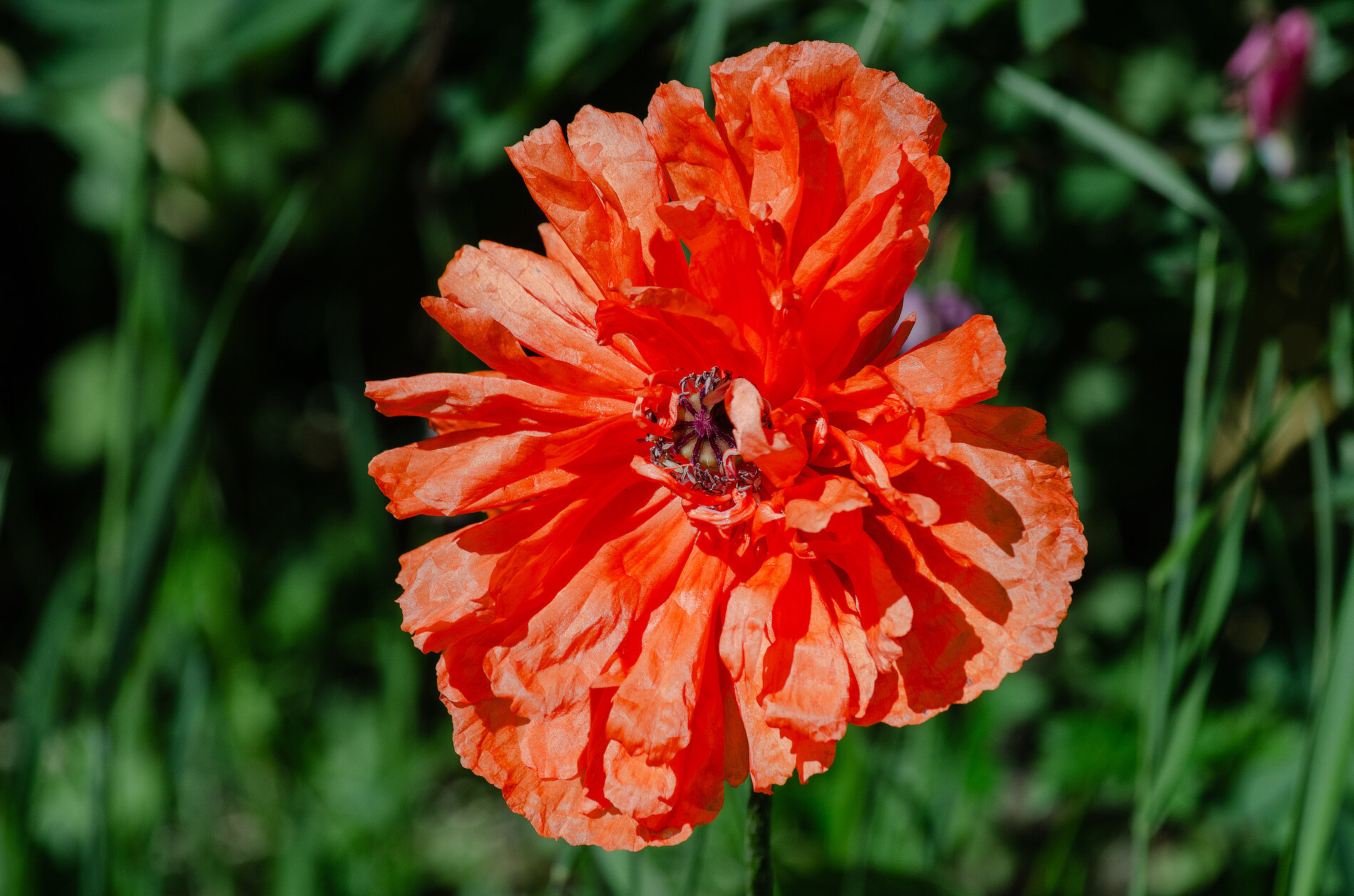 Papaver orientale :: Виктор Иванович Чернюк Papaver orientale :: Виктор Иванович Чернюк