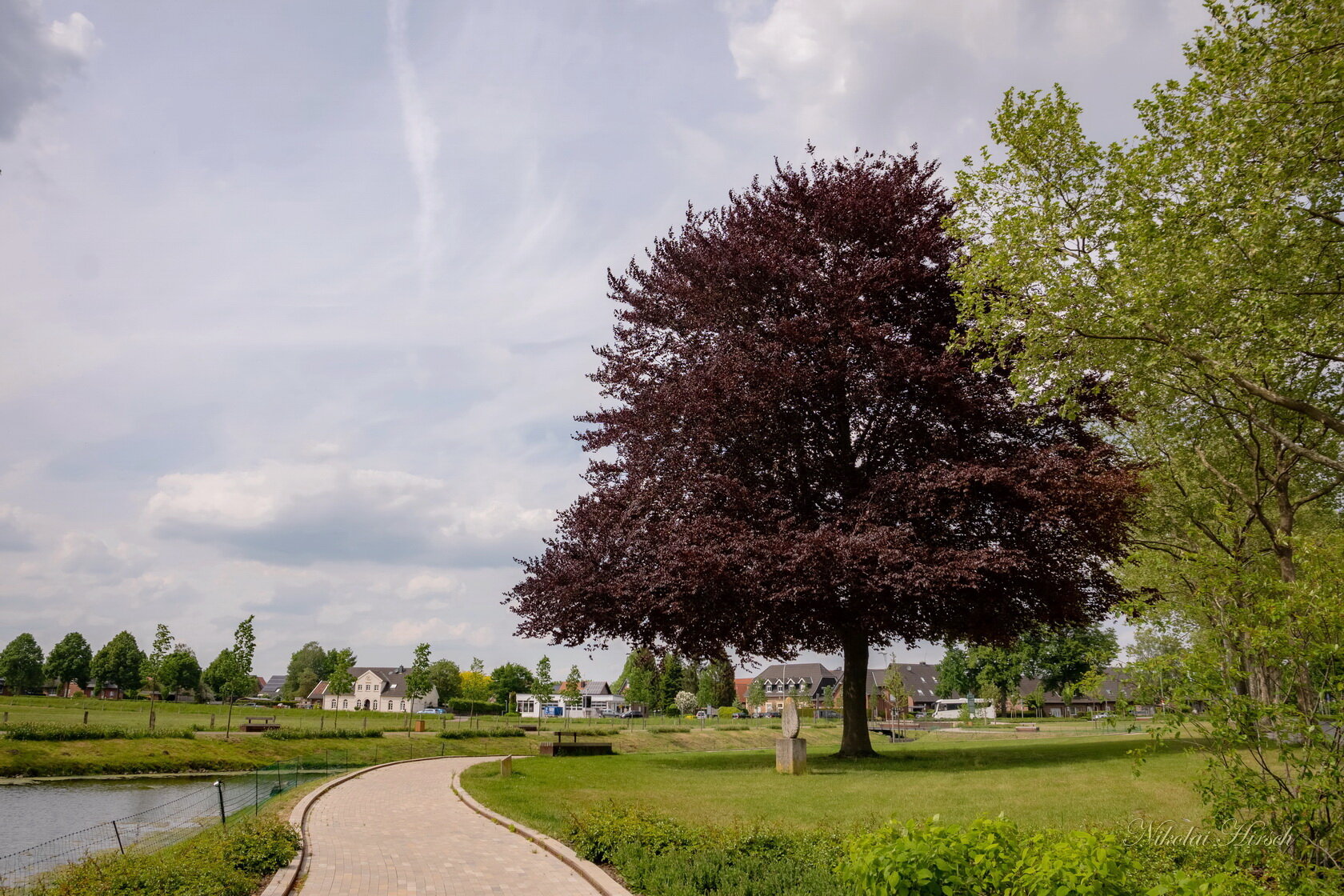 Fagus sylvatica purpurea :: Николай Гирш Fagus sylvatica purpurea :: Николай Гирш