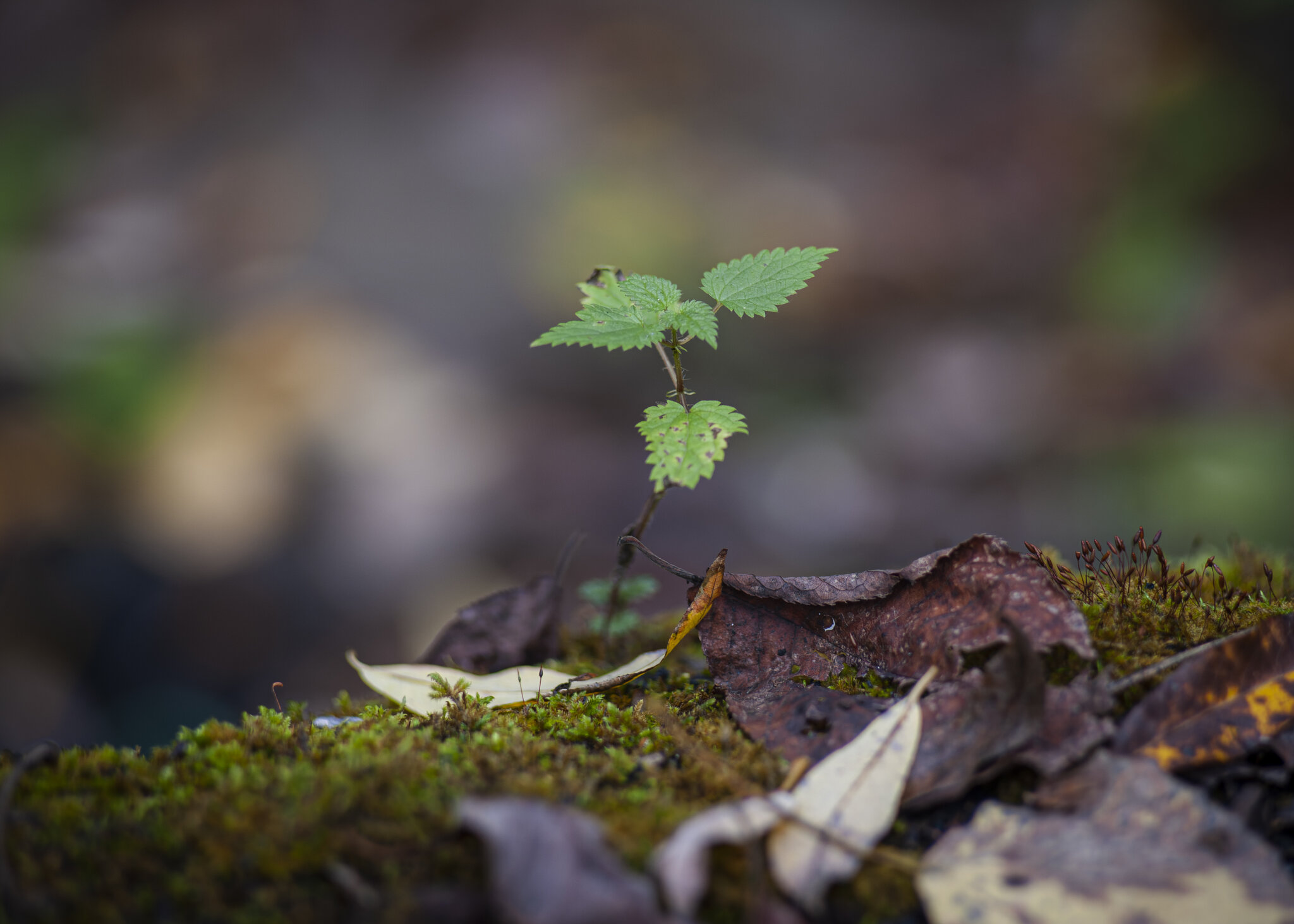 Тихая магия леса: новый росток среди опавшей листвы. :: Вадим Басов Тихая магия леса: новый росток среди опавшей листвы. :: Вадим Басов