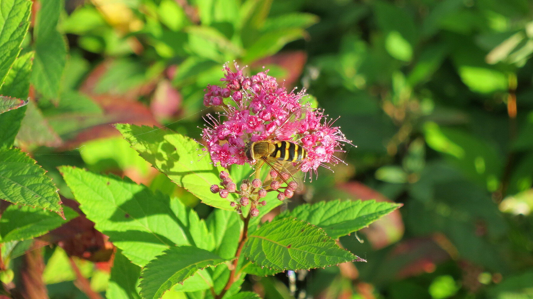 Спирея японская (Spiraea japonica) :: Борис Горшевский Спирея японская (Spiraea japonica) :: Борис Горшевский