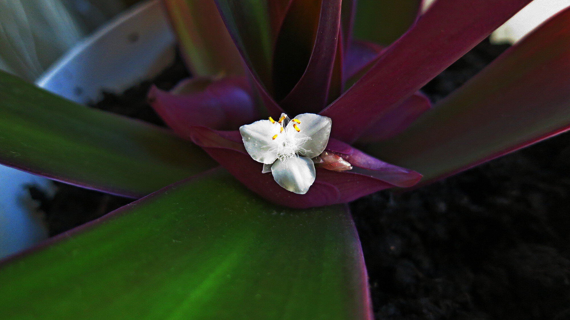 Традесканция покрывальчатая (лат. Tradescantia spathacea) :: Борис Горшевский Традесканция покрывальчатая (лат. Tradescantia spathacea) :: Борис Горшевский