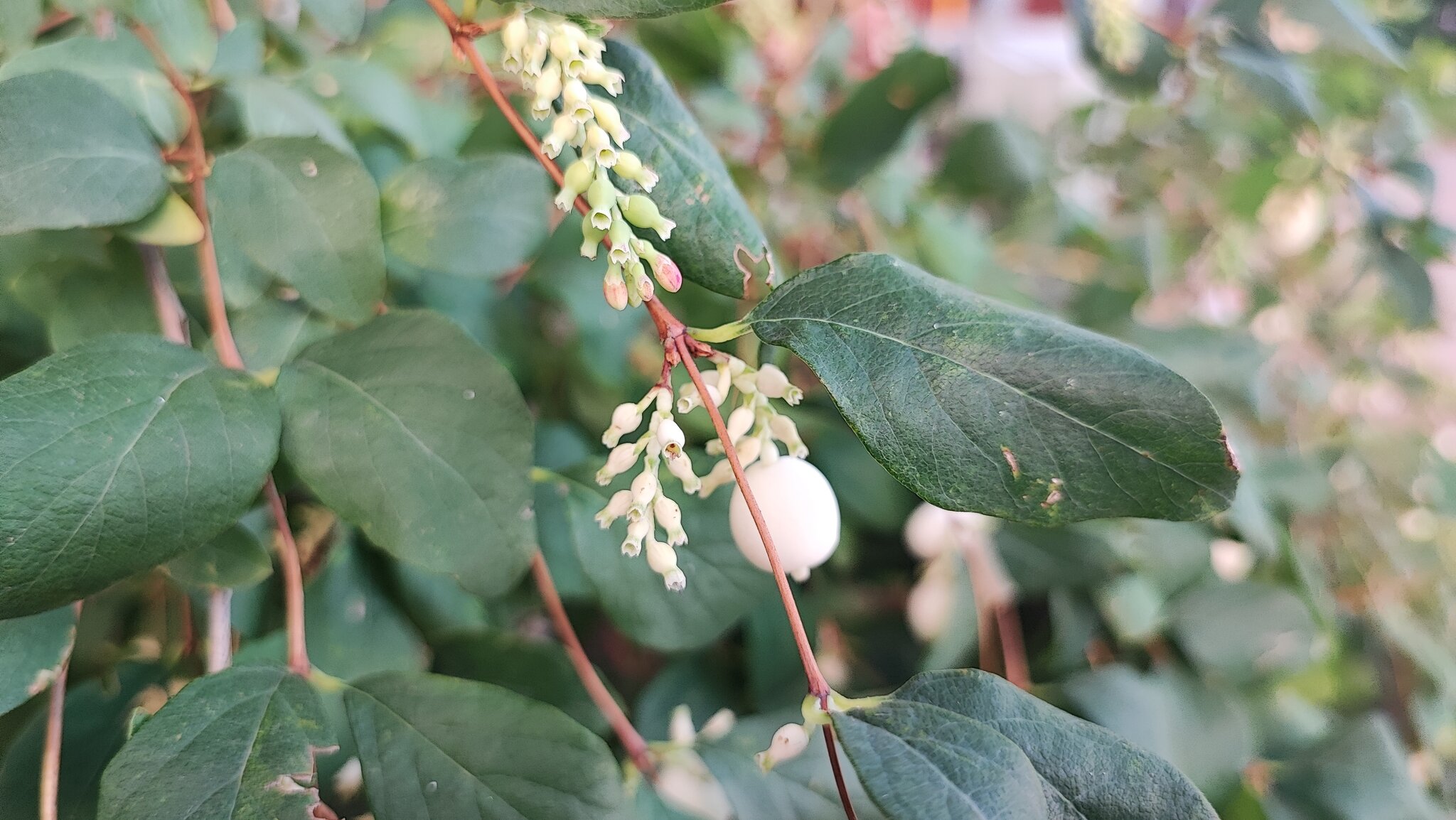 Снежноягодник белый symphoricarpos albus :: Сергей Тимоновский Снежноягодник белый symphoricarpos albus :: Сергей Тимоновский