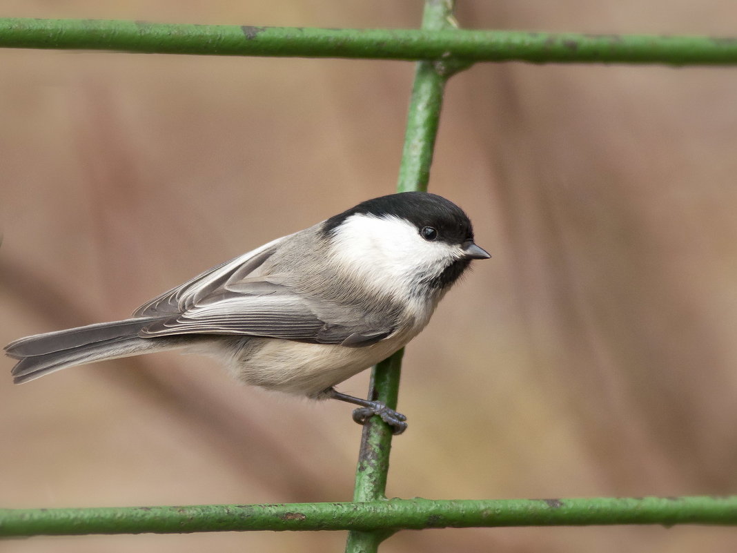 воробей в дозоре - равил митюков