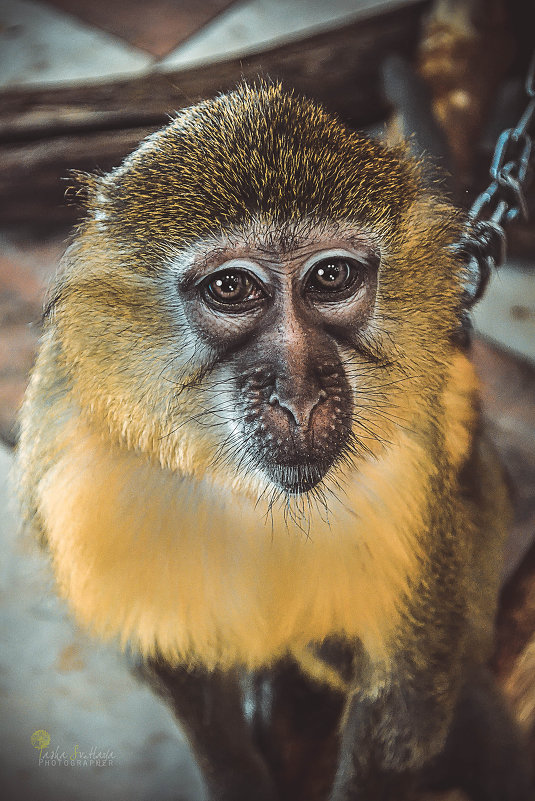 Посадили на цепь... Печалька... - Tasha Svetlaya