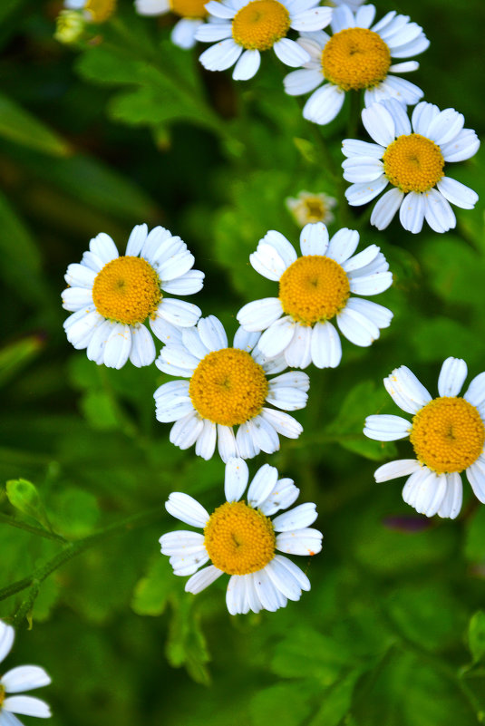 Ромашки - Надежда Кондр