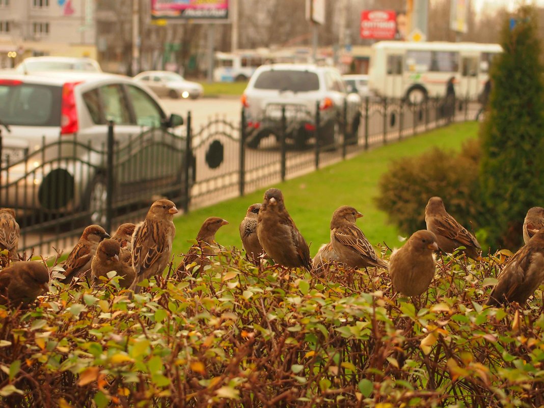 Большая семья - Николаева Наталья Большая семья - Николаева Наталья