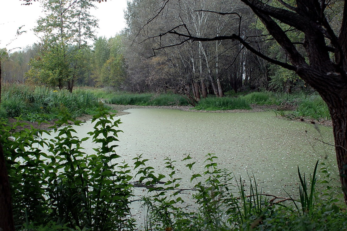 болотце - Андрей ЕВСЕЕВ