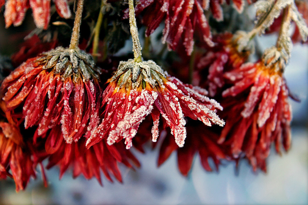 Не успели отцвести. - Нэтхен * Не успели отцвести. - Нэтхен *