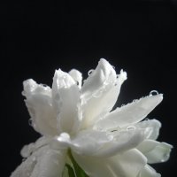 цветок :: Алексей