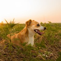 В лучах заката :: Павел Приходько