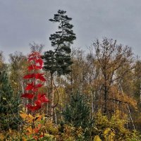 Красная доминанта. :: Va-Dim ...