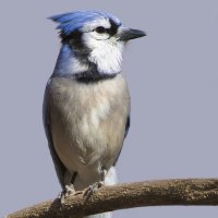 Blue jay :: Pashang 